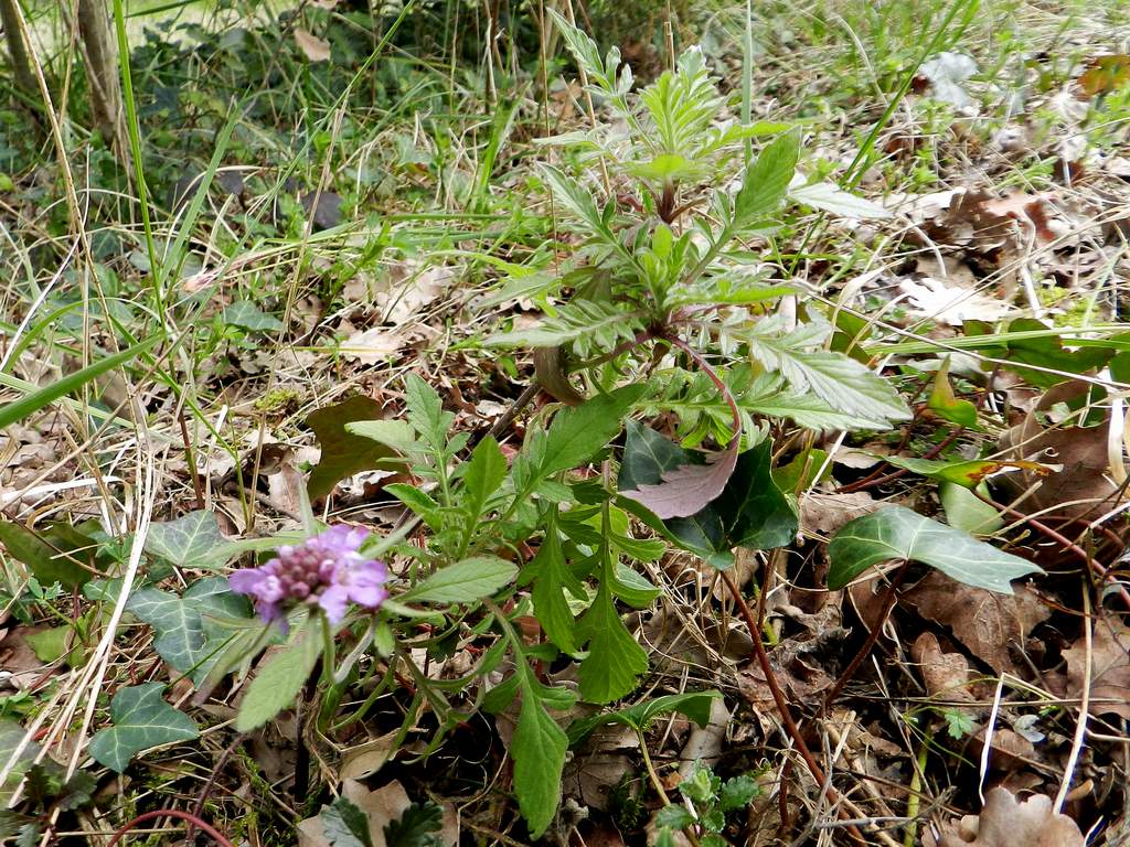 Scabiosa sp. ? da identificare